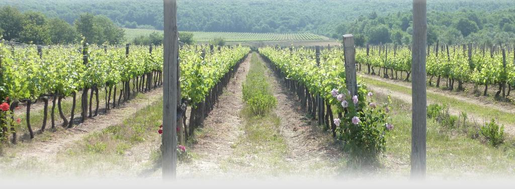 Le Stanze Di Zelinda Βίλα Suvereto Εξωτερικό φωτογραφία