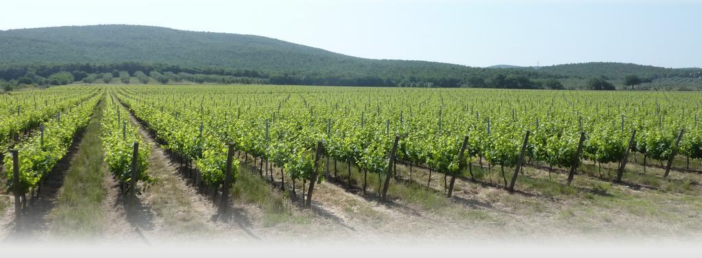 Le Stanze Di Zelinda Βίλα Suvereto Δωμάτιο φωτογραφία