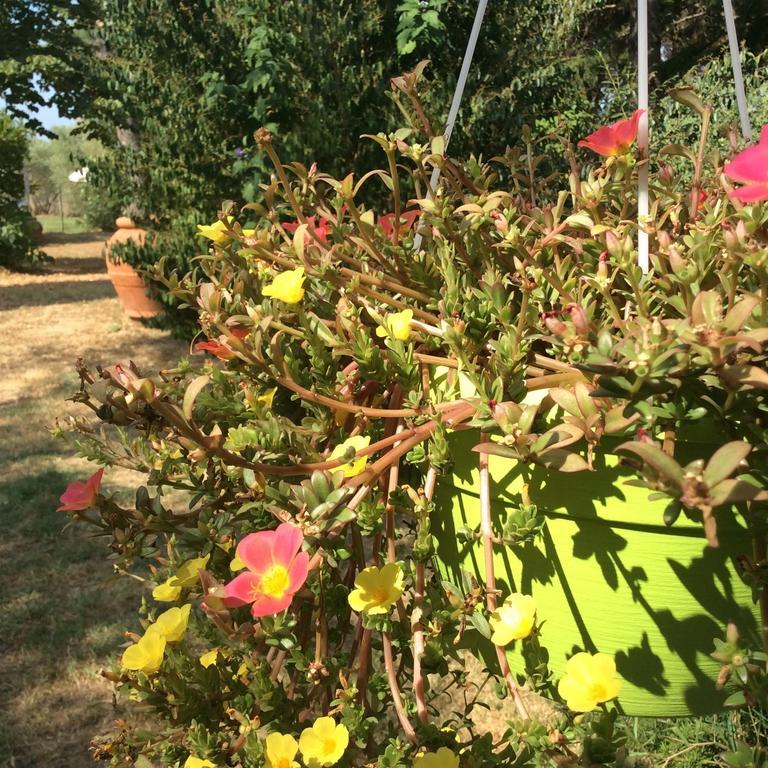 Le Stanze Di Zelinda Βίλα Suvereto Εξωτερικό φωτογραφία